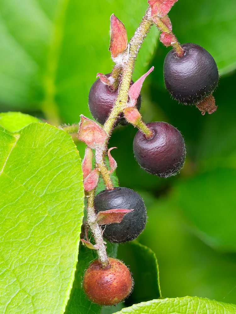Salal berries